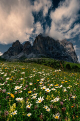 Passo Sella with blooming flowers