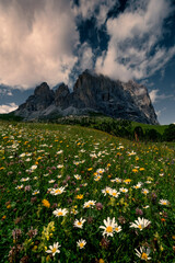Passo Sella with blooming flowers