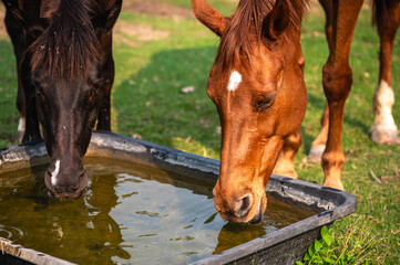 Chestnut horse drinking water in open domestic farming 