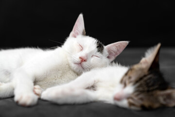 Two adorable kittens cuddling and sleeping peacefully on a soft black blanket, symbolizing love,...