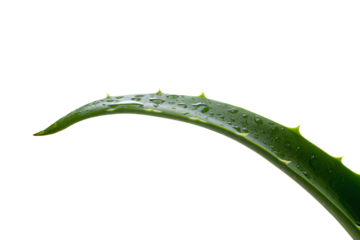 a close up of a plant with water droplets
