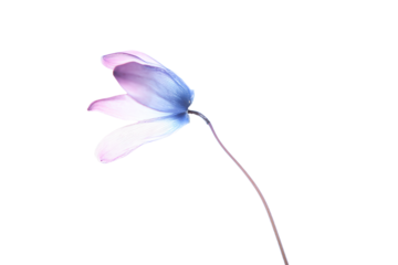 a single flower is shown in a vase