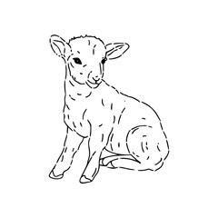 adorable newborn sheep sketch drawing