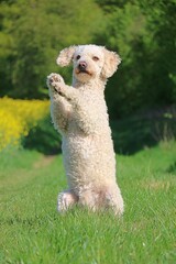 pretty white Spanish water dog sits on a green meadow with rapeseed at the edge and poses