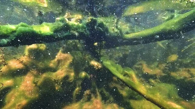Blue and green algae cover branches and lakebed in warm freshwater. Cyanobacteria proliferation caused by water heating. Toxic for humans, lethal for dogs.
