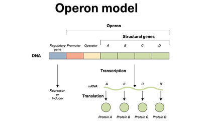 Operon Model: Gene Regulation and Expression Pathway Vector Illustration