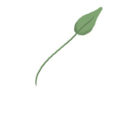 Minimalist Long Stem Green Leaf Illustration on Transparent Background