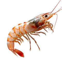 Natural shrimp with tail and isolated on transparent picture