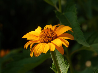Golden Daisy-like Flower illuminated by Warm Sunlight