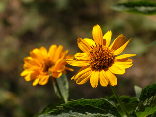 Bright Yellow Daisy-like Flowers in Sunlight