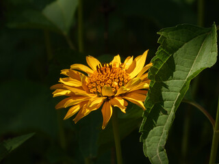 Bright Yellow Daisy-like Flower Bathed in Sunlight
