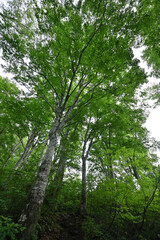 Climbing Mount Amakazari, Niigata, Japan