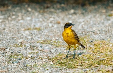 Yellow wagtail 