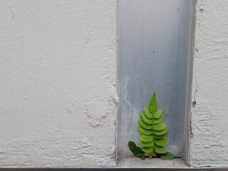 Green fern shoots grow in the narrow gap between the concrete wall and the metal plate, presenting...