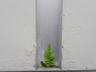 Green fern shoots grow in the narrow gap between the concrete wall and the metal plate, presenting...