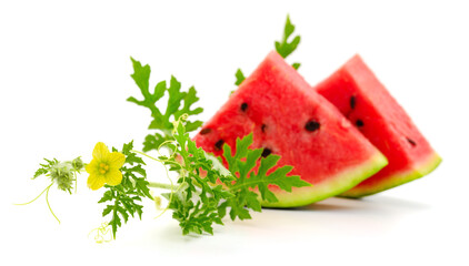 Fresh watermelon fruit with leaves.