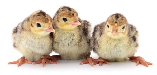 Chicken turkeys isolated