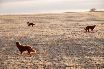 Three dogs are walking in a field of grass