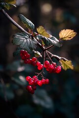 Red berries clustered on leafy branch, sunlight highlighting seasonal botanical details with rich autumn color palette