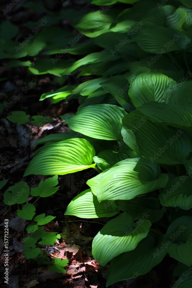 Poster sunlight filtering through vibrant green hosta leaves creates a captivating display of light and sha