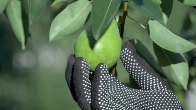 Agrarian touching green red pear in sunlight. Seasonal growth and ripening stages. Freshness and high standards in eco friendly fruit farming. Hand in protective blue orange and white gloves
