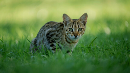 Obraz premium Beautiful spotted wild cat crouches low in lush green grass looking intently forward