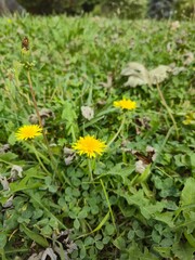 yellow flowers in the garden