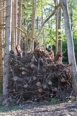 Pile of wood is stacked in a forest