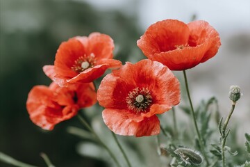 Fototapeta premium Crimson poppies sway in the breeze, whispering tales of Remembrance Day and imbued with midsummer night's dreamlike nostalgia