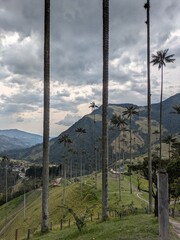 Tropical valley with tall wax palm trees in Colombia; no people, lush rainforest, exotic mountain scenery, natural park, meadow, jungle, and famous place in South America