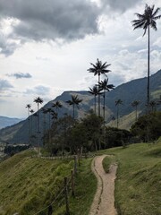 No people in majestic valley of Colombia; tall wax palm trees, lush tropical jungle, exotic pasture, mountain scenery, rainforest park, natural field, vegetation and famous place in South America