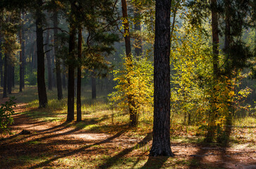 Walks in nature. Autumn colors in the forest. Beautiful nature. Sunny morning.