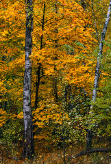 Walks in nature. Autumn colors in the forest. Beautiful nature.