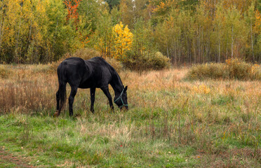 A black horse calmly grazes in the meadow.