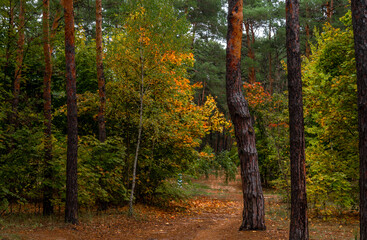 Walks in nature. Autumn colors in the forest. Beautiful nature.
