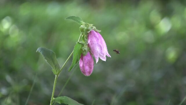 ホタルブクロと蜂  Spotted Bellflower and Bee