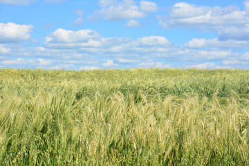 Wheat Field Under a Blue Sky with Fluffy White Clouds organic industry
