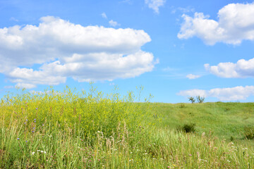 Scenic Meadow Landscape with yellow flowers Under a Bright Blue Sky with Fluffy Clouds