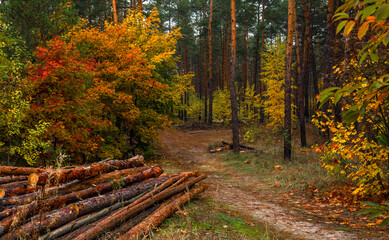 Walks in nature. Autumn colors in the forest. Beautiful nature.