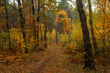 Walks in nature. Autumn colors in the forest. Beautiful nature.