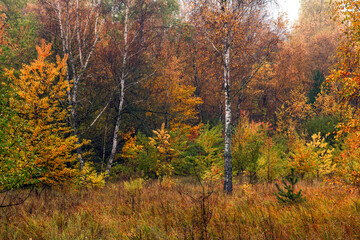 Walks in nature. Autumn colors in the forest. Beautiful nature.