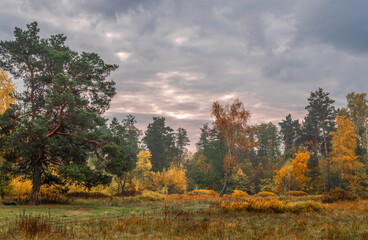 Heavy clouds hung over the autumn forest and meadow.