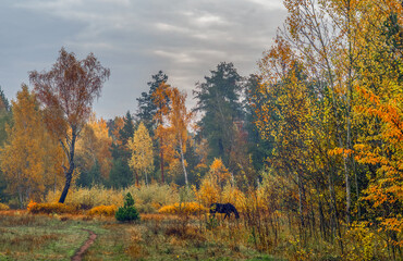 Heavy clouds hung over the autumn forest and meadow.