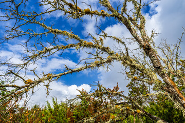 Moss Covered Tree, Texas, USA