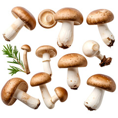 A group of fresh, brown edible boletus mushrooms isolated on a white background