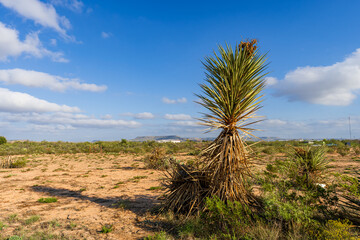 Scenic View at Big Bend Nationalpark, Texas, USA