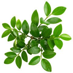 Obraz premium Fresh green basil leaves isolated on white, showcasing the vibrant beauty of natural foliage