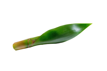 a green leaf with a small insect on it