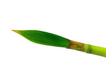 a green plant with a long stalk sticking out of it