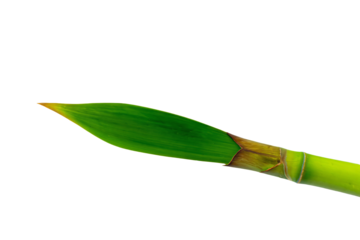 a green plant with a long stalk sticking out of it